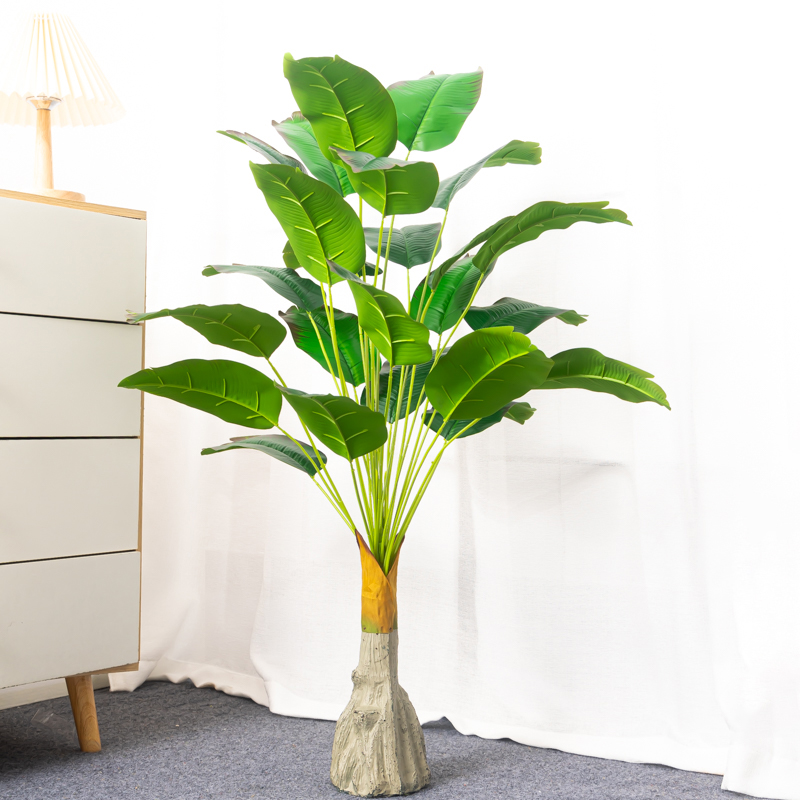 Dracaena Marginata - 100cm 24 teste albero di Banana