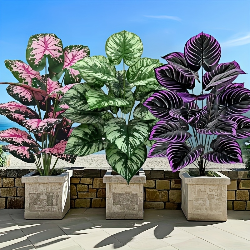 Monstera Adansonii - 3 pz 60 cm Grande Pianta