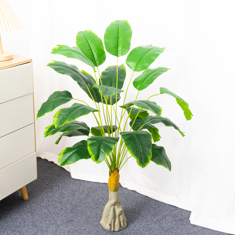 100cm 24 teste albero di Banan - Dracaena Marginata recensione e prezzo