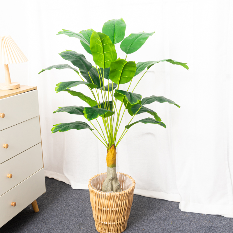100cm 24 teste albero di Banan - Dracaena Marginata recensione e prezzo