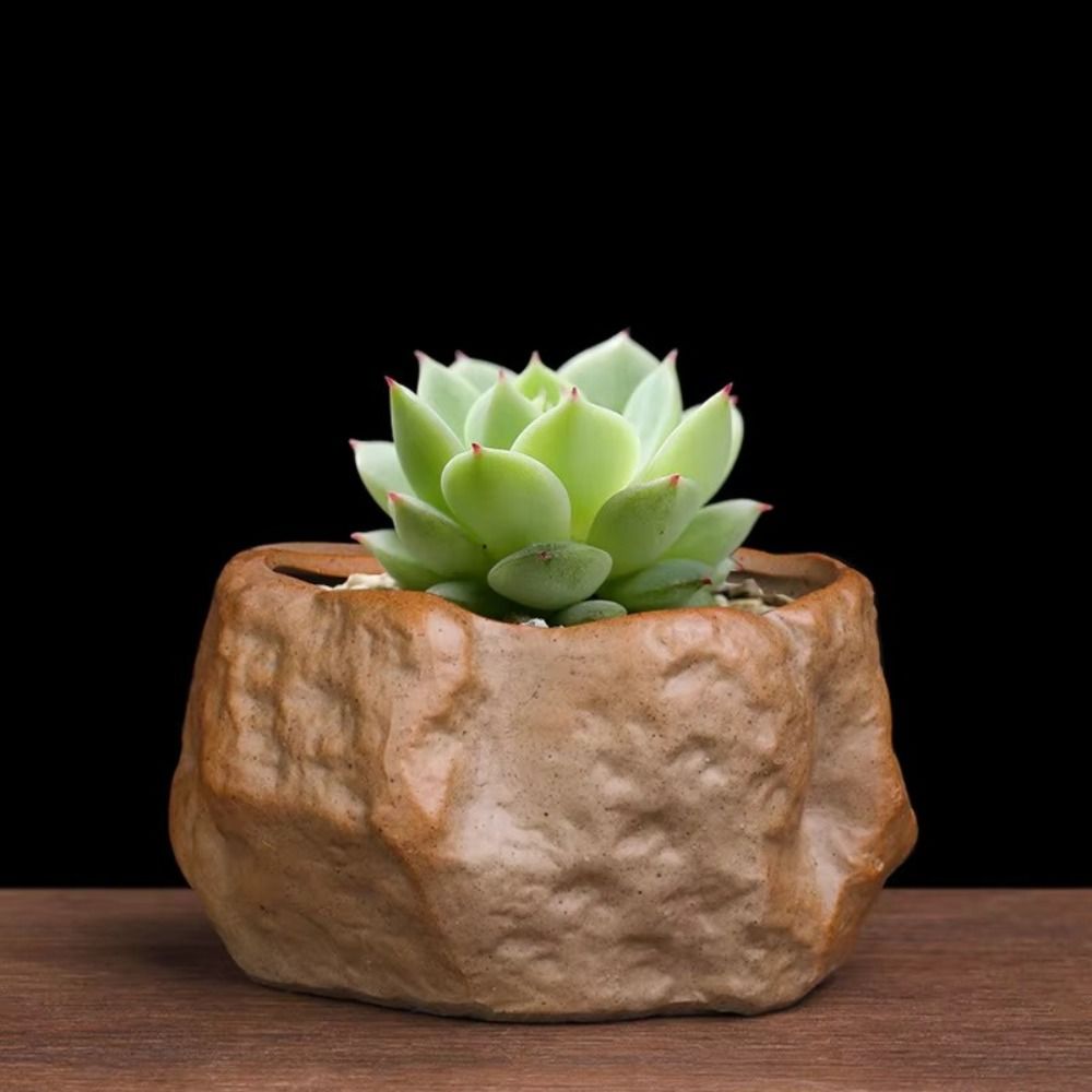 Vasi per piante grasse in cera - Aloe Vera Pot recensione e prezzo