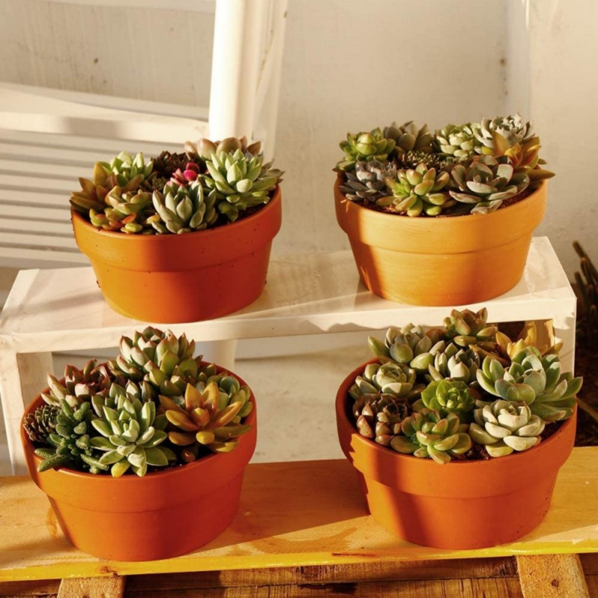 6 pezzi vasi in terracotta da  - Aloe Vera Pot recensione e prezzo