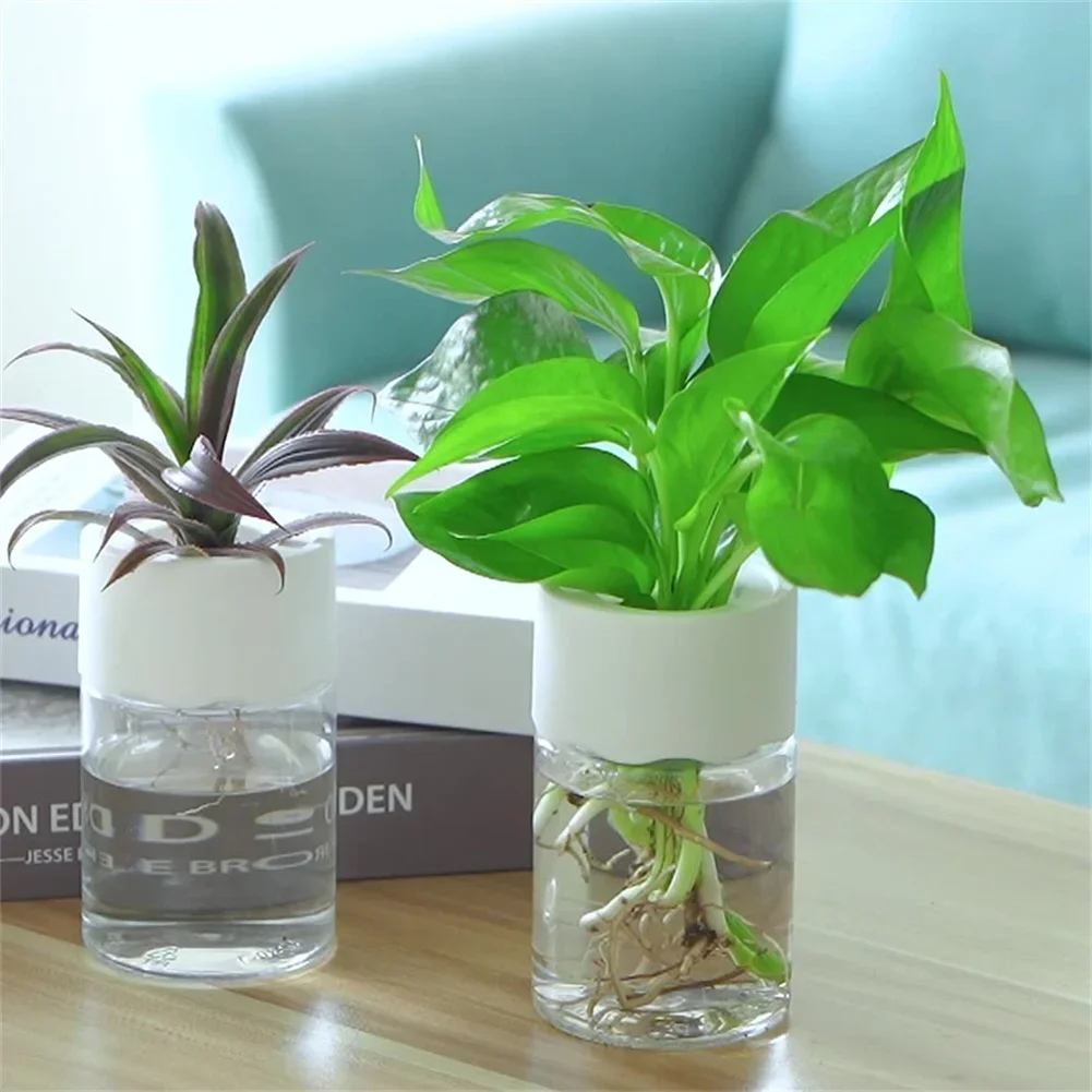 Mini Vaso Idroponico Trasparen - Aloe Vera Pot recensione e prezzo