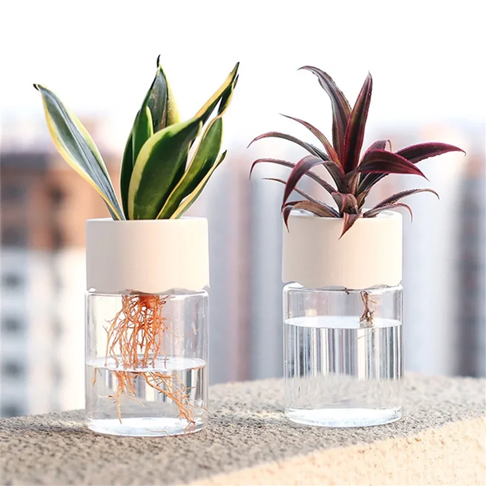 Mini Vaso Idroponico Trasparen - Aloe Vera Pot recensione e prezzo