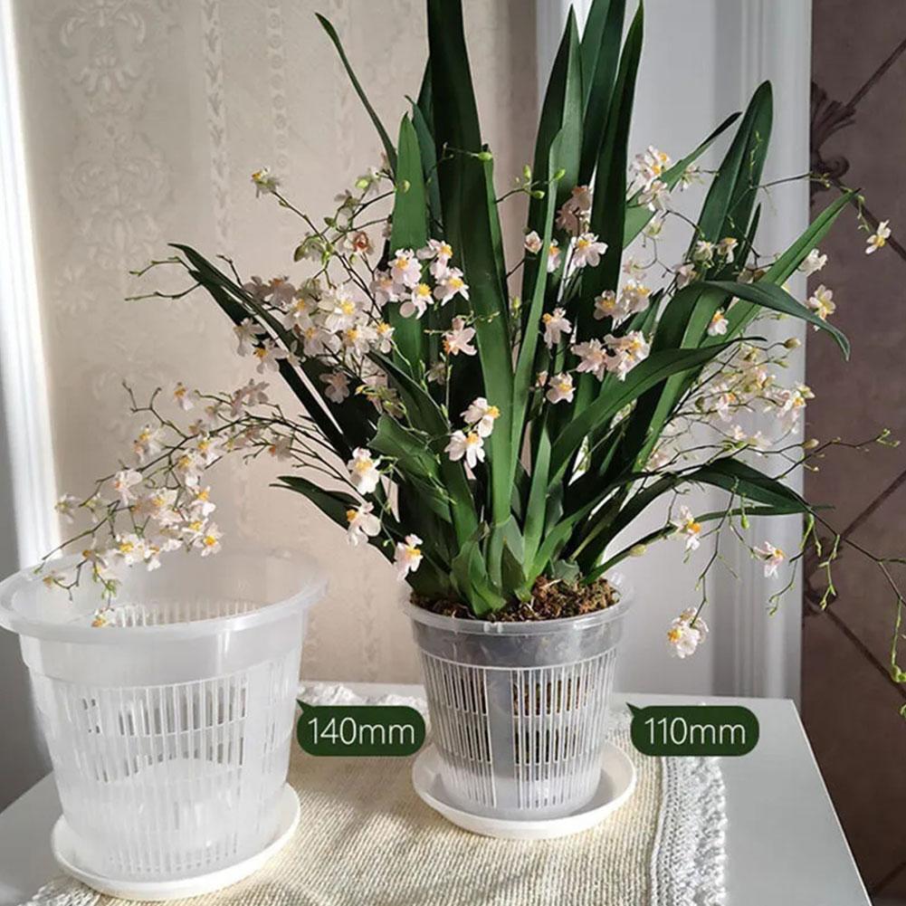 Vaso da fiori trasparente per  - Aloe Vera Pot recensione e prezzo