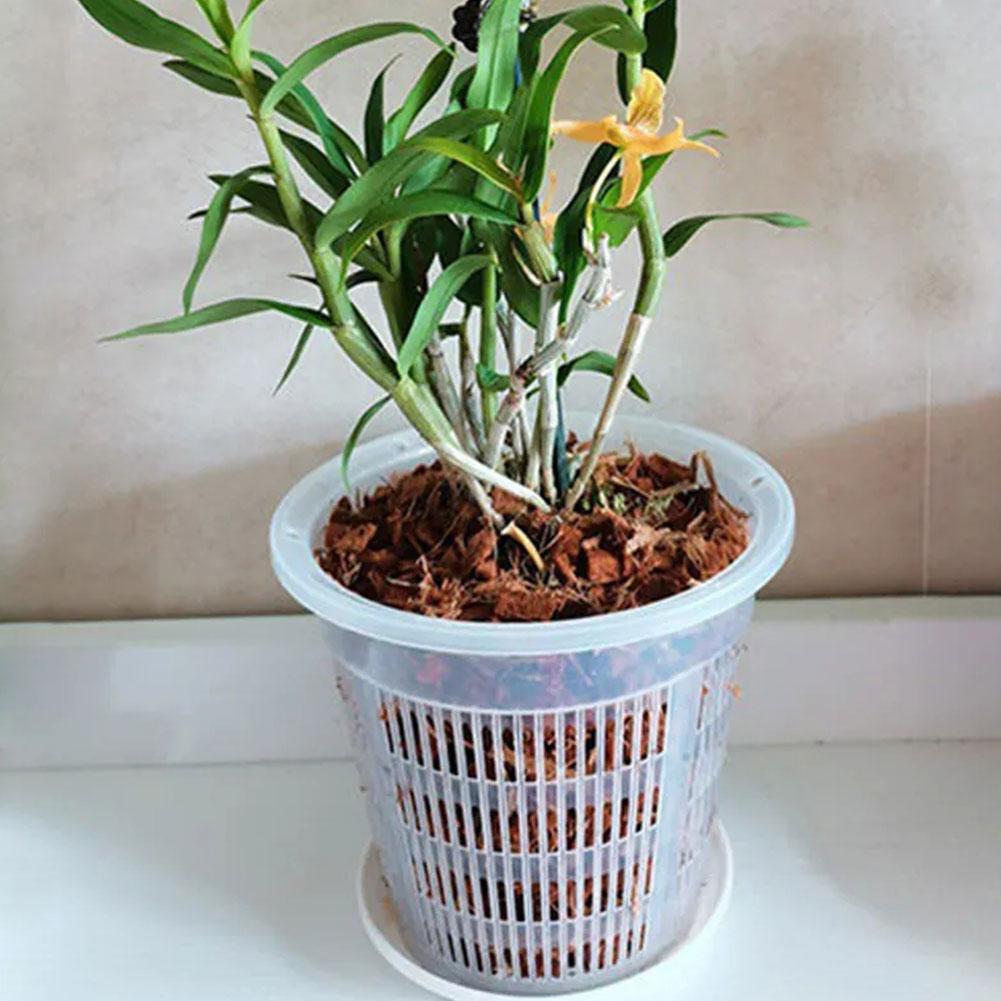 Vaso da fiori trasparente per  - Aloe Vera Pot recensione e prezzo
