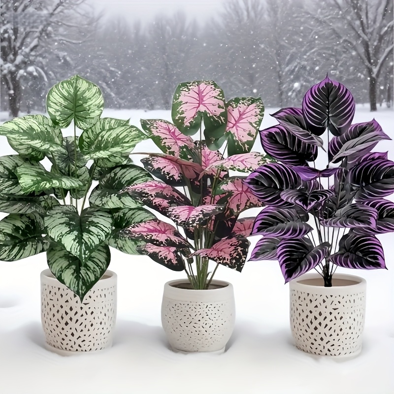 3 pz 60 cm Grande Pianta Verde - Monstera Adansonii recensione e prezzo