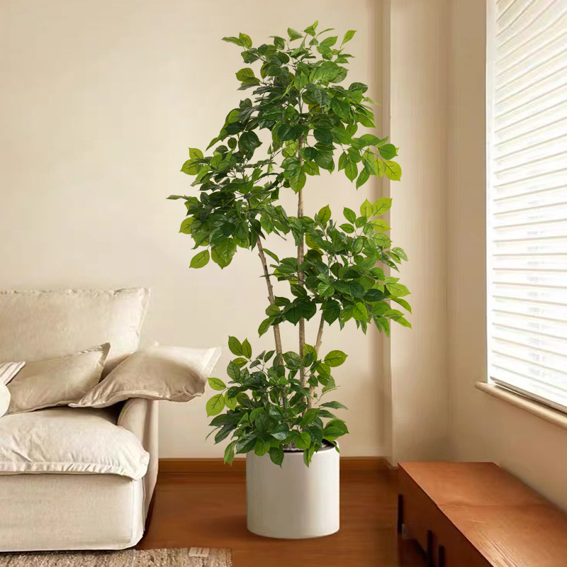 2-78 pollici grandi piante fin - Dracaena Marginata recensione e prezzo