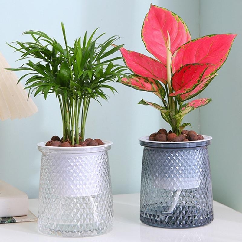 2024 Vaso da fiori trasparente - Aloe Vera Pot recensione e prezzo