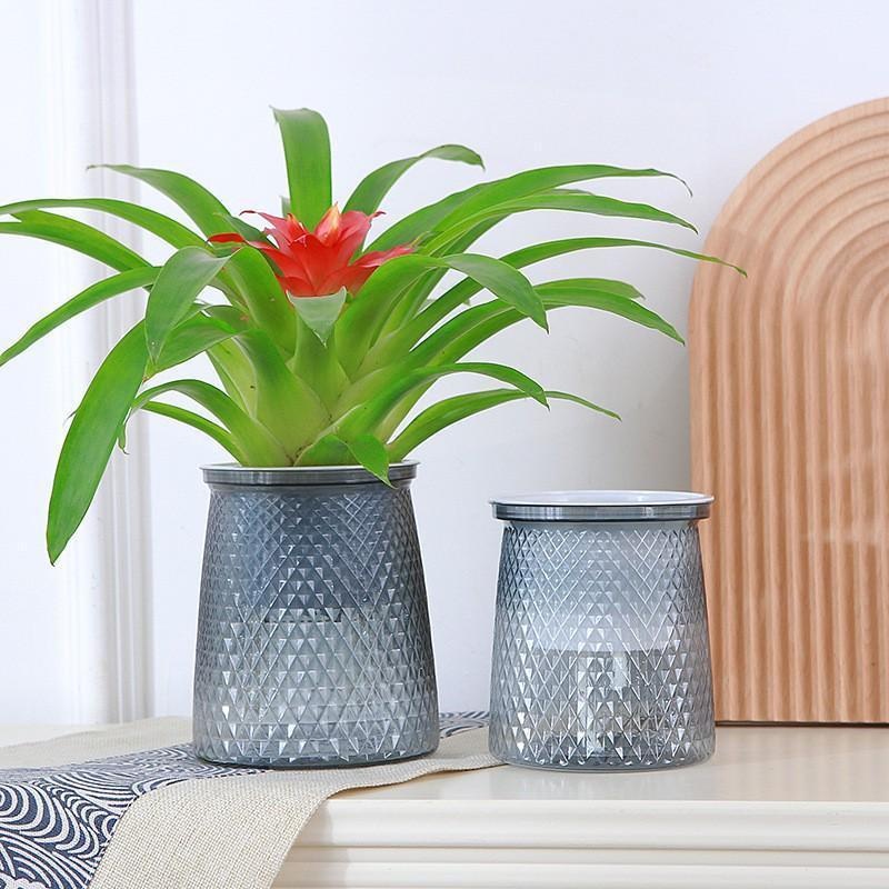 2024 Vaso da fiori trasparente - Aloe Vera Pot recensione e prezzo