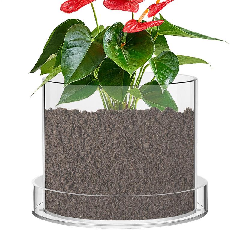 Vasi per piante trasparenti co - Aloe Vera Pot recensione e prezzo