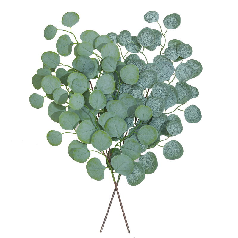 Foglia di eucalipto vite piant - Dracaena Marginata recensione e prezzo