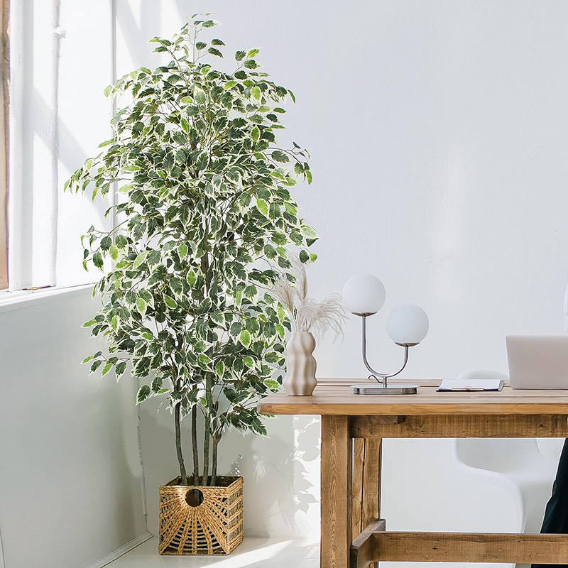 Albero di ficus artificiale da - Dracaena Marginata recensione e prezzo