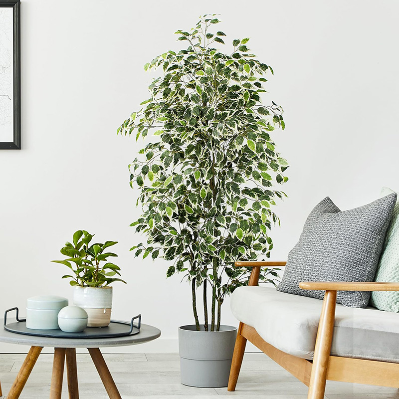 Albero di ficus artificiale da - Dracaena Marginata recensione e prezzo