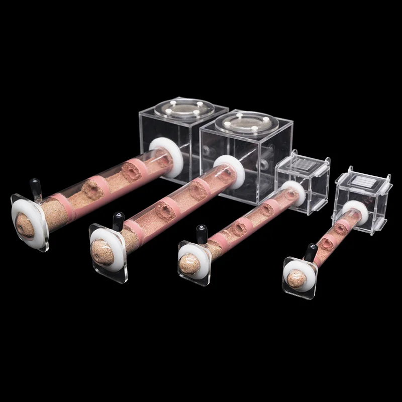 Fai da te di varie dimensioni  - Begonia Rex recensione e prezzo