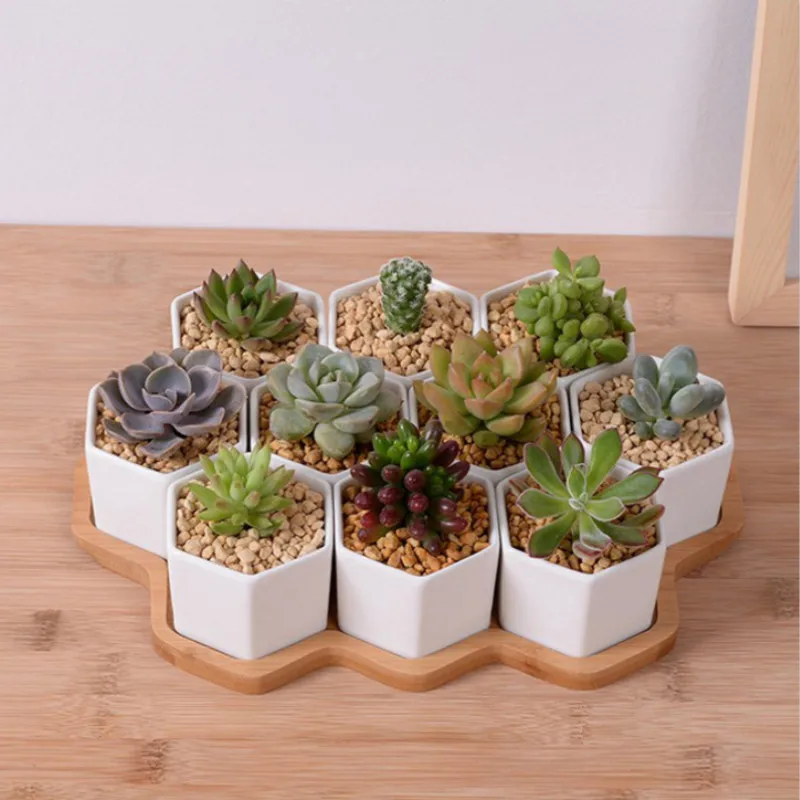 Set di 4/7/9/10 Vasi da fiori  - Aloe Vera Pot recensione e prezzo